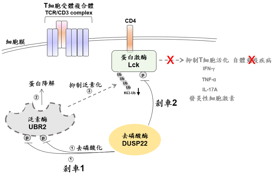 以圖像說明DUSP22 對人體做機轉，產生兩大煞車作用。圖片來源：國衛院