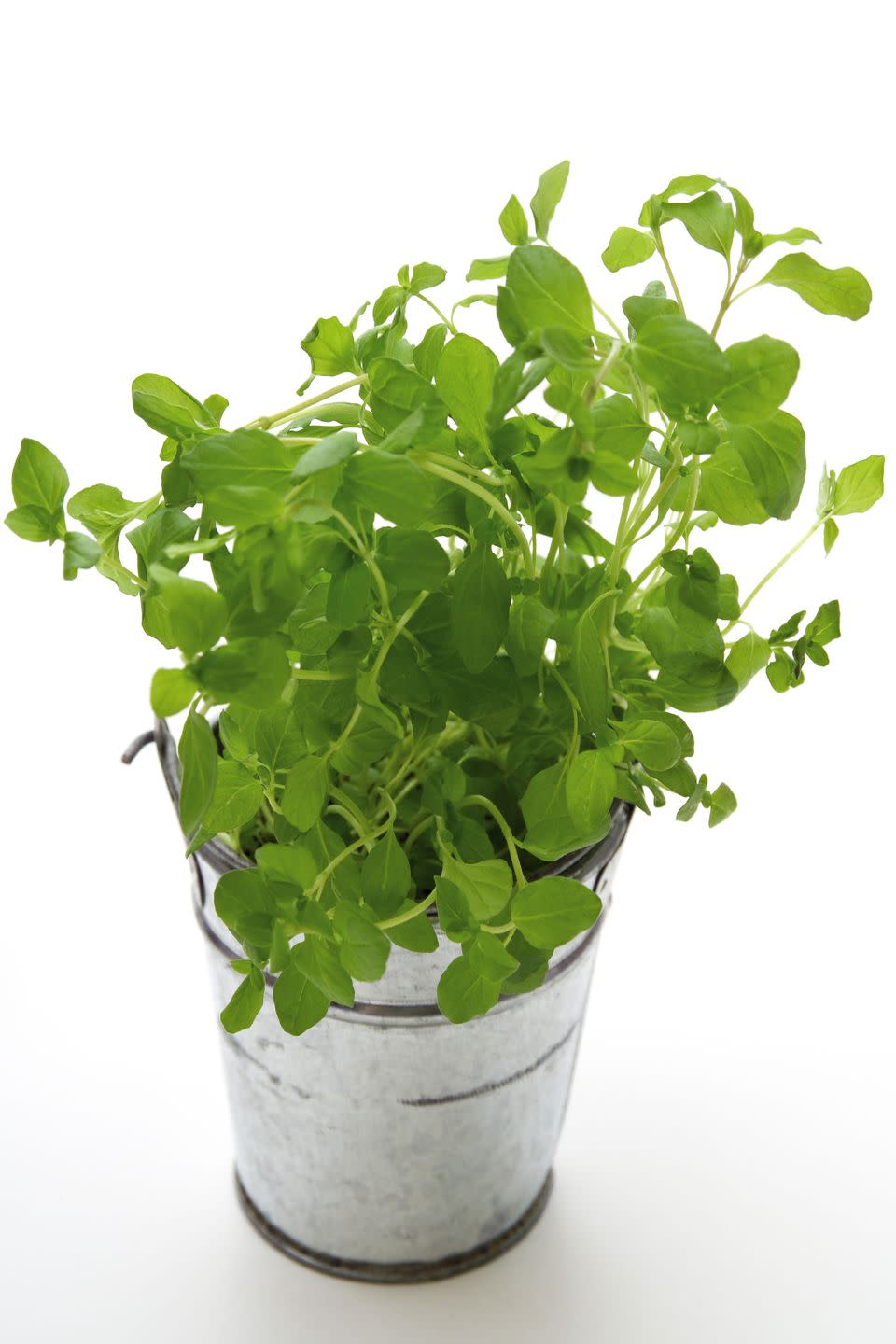 perennial herbs marjoram