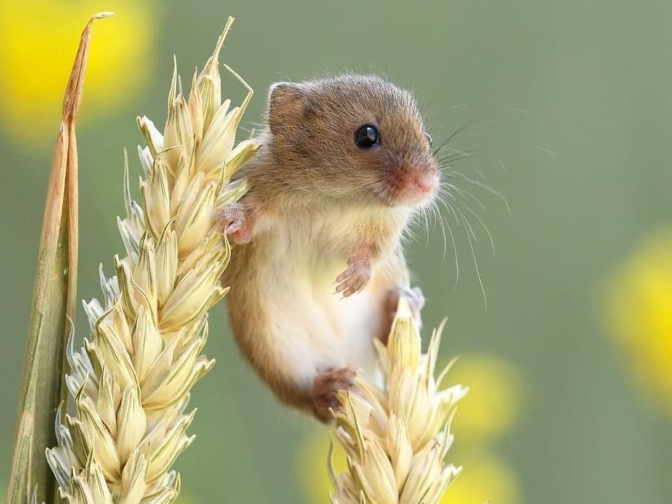 <p>攝影師捕捉迷你巢鼠的可愛模樣（圖／IG@deanmason.wow）</p>
