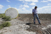 Cotton farmer Billie D Simpson monitors the cotton harvest on his farm in Harlingen, Texas, Wednesday, Sept. 15, 2021. Across the Rio Grande Valley, a multimillion-dollar crop industry and fast-growing cities get water from an irrigation system designed nearly a century ago for agriculture. (AP Photo/Eric Gay)