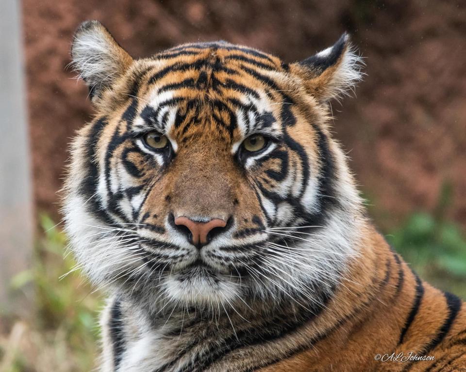 Lola, a Sumatran tiger, has given birth to twin cubs at the Oklahoma City Zoo and Botanical Garden. Photo by Andrea Johnson