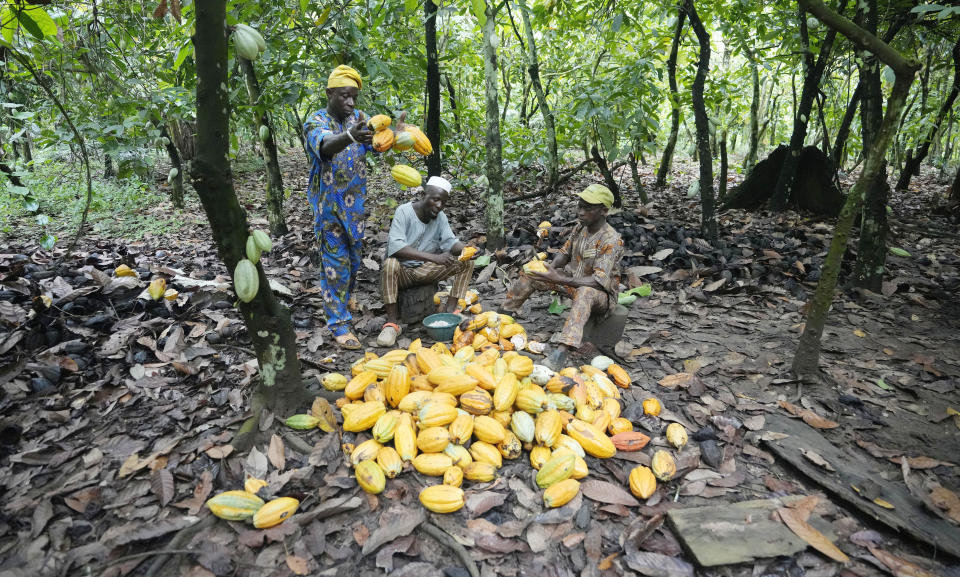 Agricultores rompen vainas de cacao dentro de la zona de conservación de la Reserva Forestal Omo en Nigeria, 23 de octubre de 2023. Agricultores, compradores y otros dicen que el cacao va desde las zonas deforestadas de la reserva protegidas a empresas elaboradoras de chocolate. (AP Foto/Sunday Alamba)
