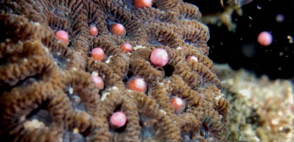 墾丁海域珊瑚14日、15日大量產卵，粉紅色精卵團占多數，海底冒粉紅泡泡，正好呼應著海面上台灣正流行的「粉紅潮」。(中央社/蔡永春提供) 
