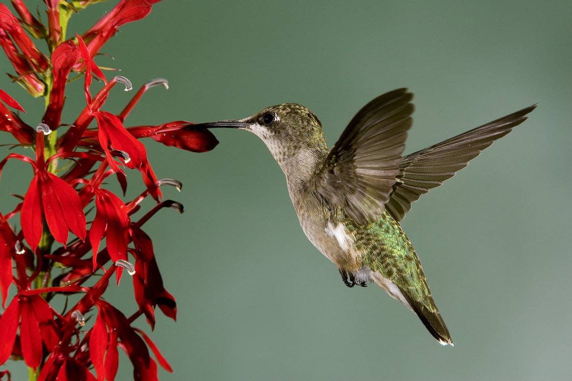 A ruby-throated hummingbird attempts to drink nectar from a cardinal flower in Moberly, Mo.