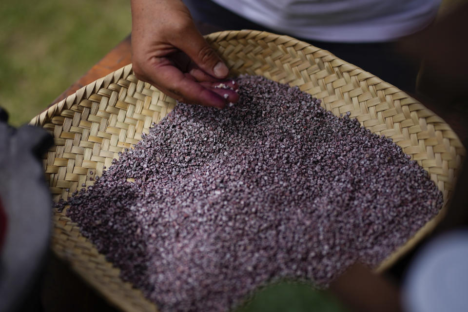 Mayeli García inspecciona los ejemplares secos y aplastados de Dactylopius coccus en la granja de cochinillas de la familia en San Francisco Tepeyacac, al este de la Ciudad de México, el 24 de agosto de 2023. Siglos antes de la llegada de los españoles, los mixtecos de Oaxaca desarrollaron el método que emplean los García para obtener el ácido carmínico de los insectos, que se utiliza para producir tinte de cochinilla, un pigmento natural de un color rojo intenso. (AP Foto/Eduardo Verdugo)