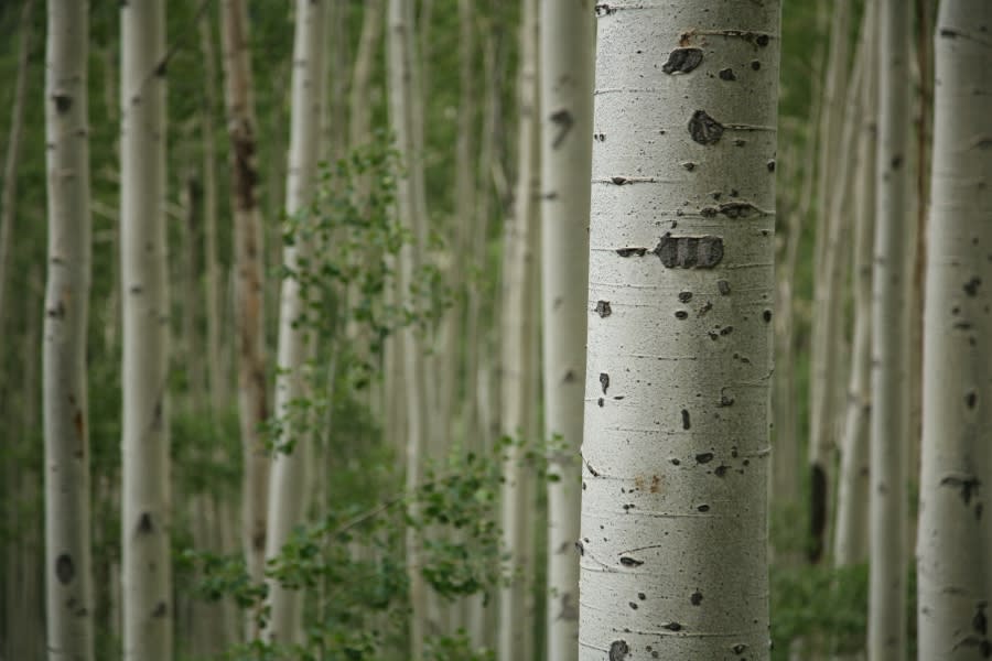 Aspen trees in the Ashely National Forest in Utah.