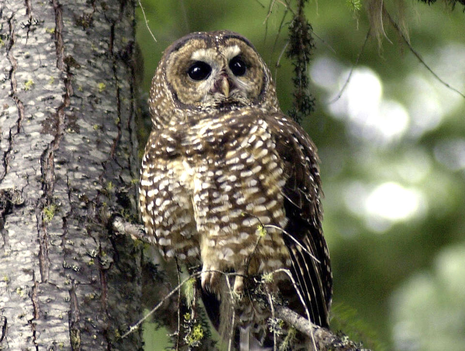 FILE - In this May 8, 2003, file photo, a northern spotted owl sits on a tree branch in the Deschutes National Forest near Camp Sherman, Ore. The U.S. Fish and Wildlife Service plans to reinstate a decades-old regulation that mandates protections for species that are newly classified as threatened. (AP Photo/Don Ryan, File)