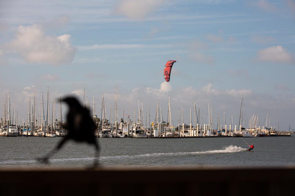 A bird perches on a rail at Water's Edge Park while Jeff Chilcoat, of Corpus Christi, kite surfs in the marina on Friday, June 30, 2023, in Corpus Christi, Texas. Chilcoat said he's been surfing in the marina for about 20 years.