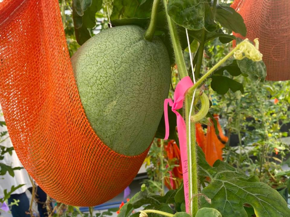 This isn’t an ordinary watermelon in an orange hammock. Brian Gordon