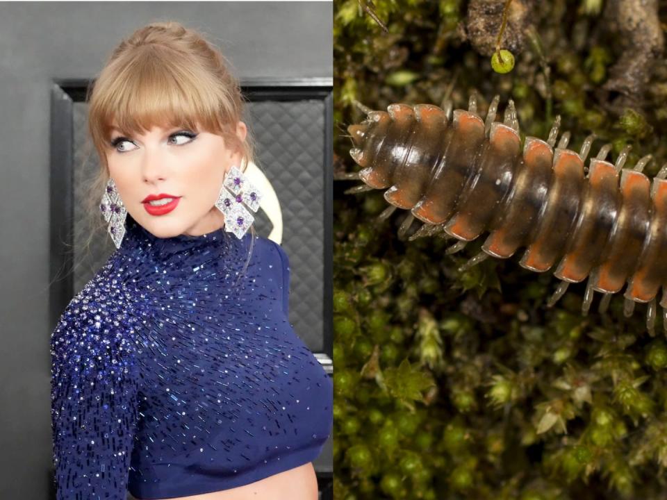 A side-by-side image of Taylor Swift looking over her shoulder and the Nannaria swiftae millipede.