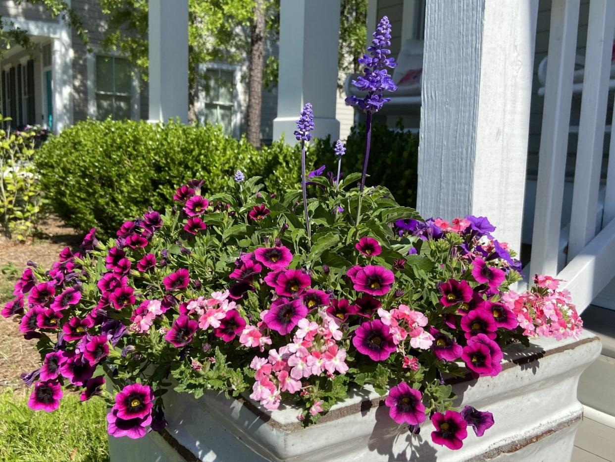 This dazzling planter designed by James Winter features Superbena Sparkling Rose verbena, Superbells Blackcurrant Punch calibrachoa, Supertunia Mini Vista Indigo petunia and Unplugged So Blue salvia.