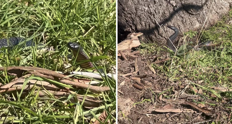 Two red bellied-black snakes sit in the grass near Wangaratta, Victoria.