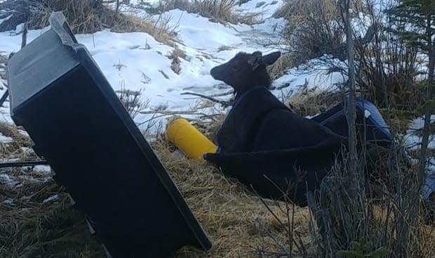 In the picture above, a calf elk was pulled from the water on April 1, 2021. Fyten says it was very weak after the fall and had to be covered with blankets for a few hours before it recovered and walked away.