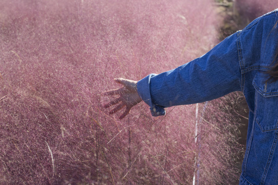 粉黛亂子草暱稱「粉紅愛情草」，是許多人喜歡的打卡景點，但因生長力強，有可能威脅到本土植物的生存環境。示意圖：Getty Images