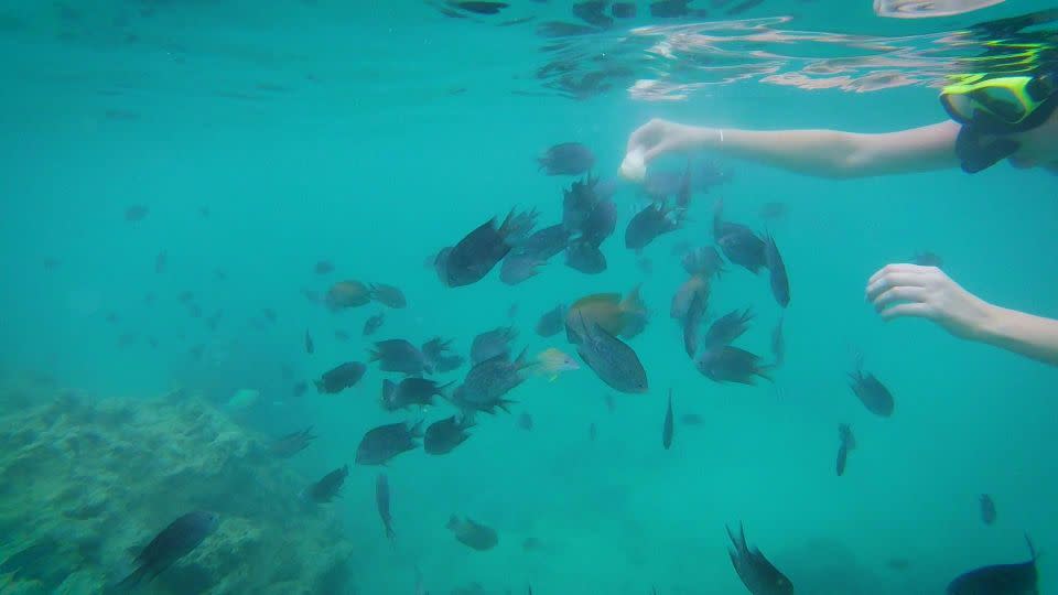 Get up close to all the tropical fish in the waters off Iririki Island. Photo: Supplied