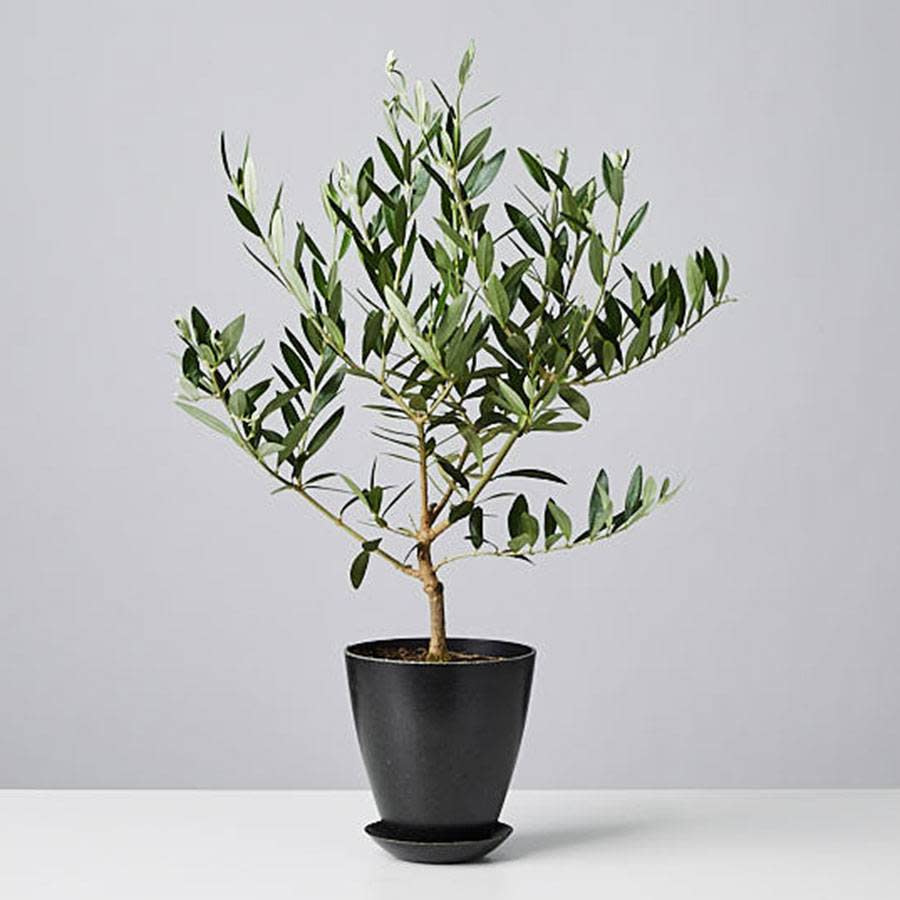 <p><a href="https://go.redirectingat.com?id=74968X1596630&url=https%3A%2F%2Fwww.plants.com%2Fp%2Folive-tree-177006%3Fc%3Dpet-friendly-plants&sref=https%3A%2F%2Fwww.veranda.com%2Foutdoor-garden%2Fg43895726%2Fplants-safe-for-cats%2F" rel="nofollow noopener" target="_blank" data-ylk="slk:Shop Now;elm:context_link;itc:0;sec:content-canvas" class="link rapid-noclick-resp">Shop Now</a></p><p>Olive Tree</p><p>$74.99</p><p>plants.com</p>