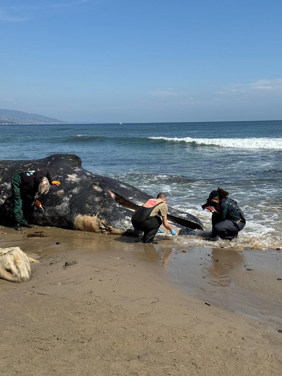 Team members with the California Wildlife Center collect samples from the body of a dead whale that washed ashore Saturday in Malibu before dying. It wasn't until Sunday that the body became wedged in the sand, allowing team members to safely approach it.