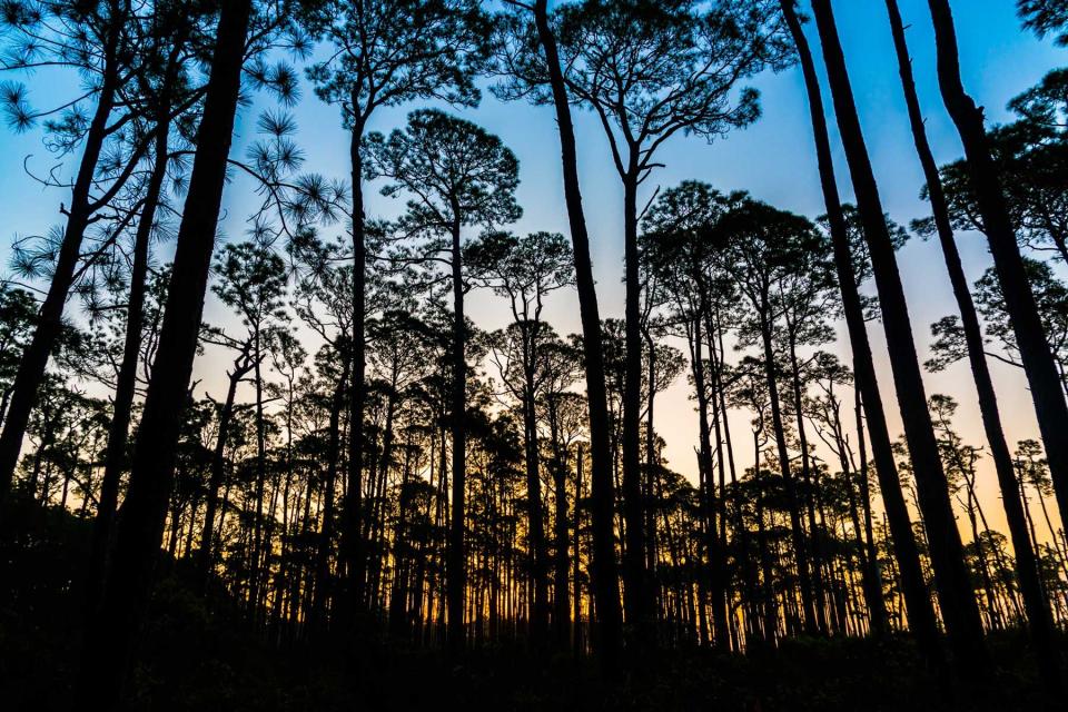 Pre-sunrise colors as seen through the forest of the bird sanctuary on Dauphin Island