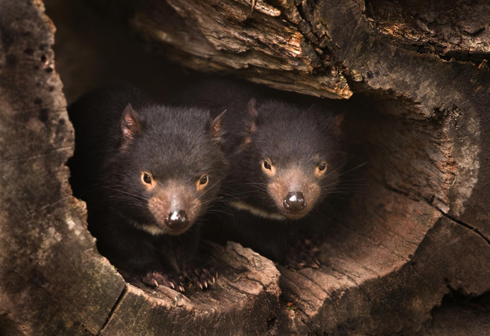 Two Tasmanian devils peering out from inside a hollow tree trunk