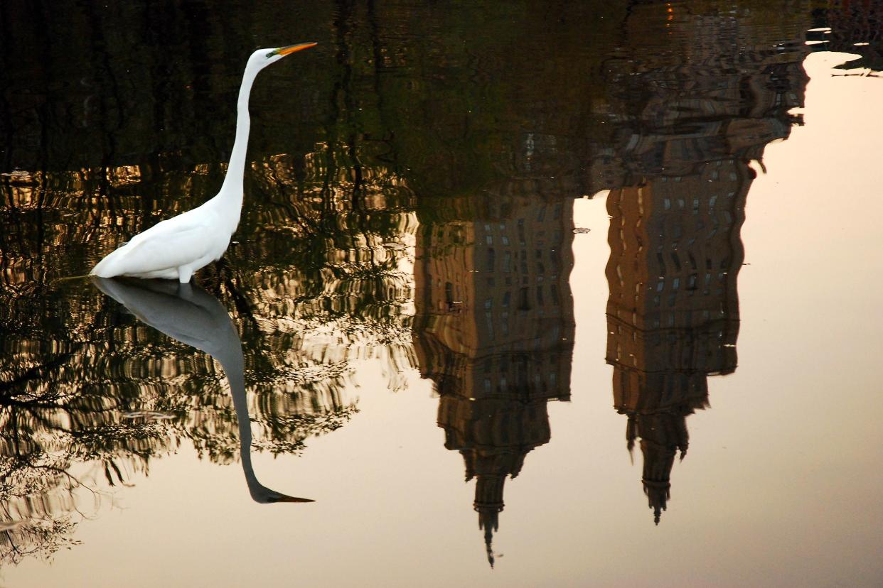 Egret in a Central Park pond with cityscape in water reflection