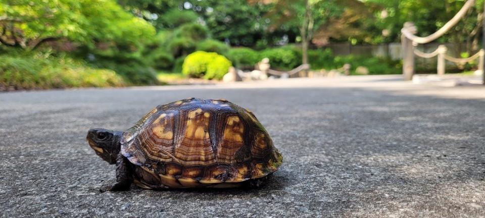 As the weather warms in spring, the Eastern Box Turtle goes on the move.