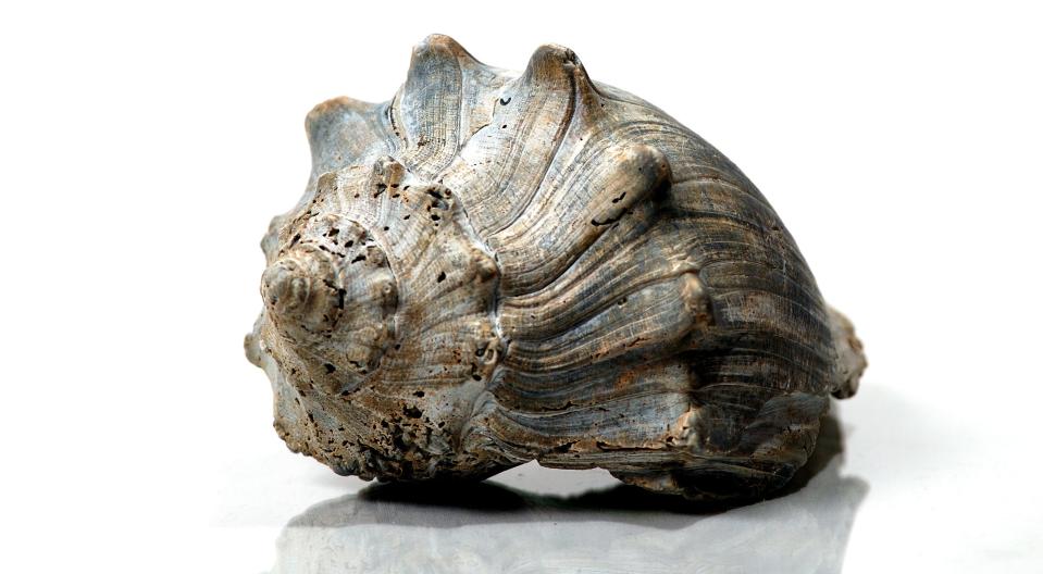 The Knobbed Whelk is New Jersey state shell