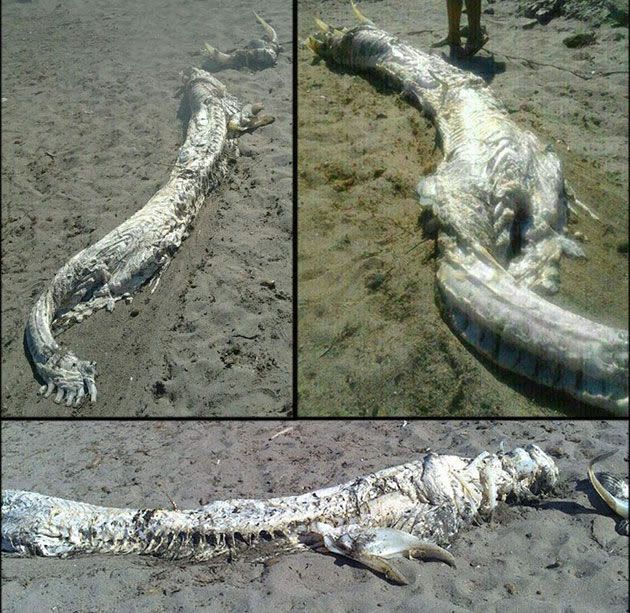 This combined picture handout provided by Spanish Civil Protection shows an yet unidentified fish found Villaricos village in Almeria, Spain.