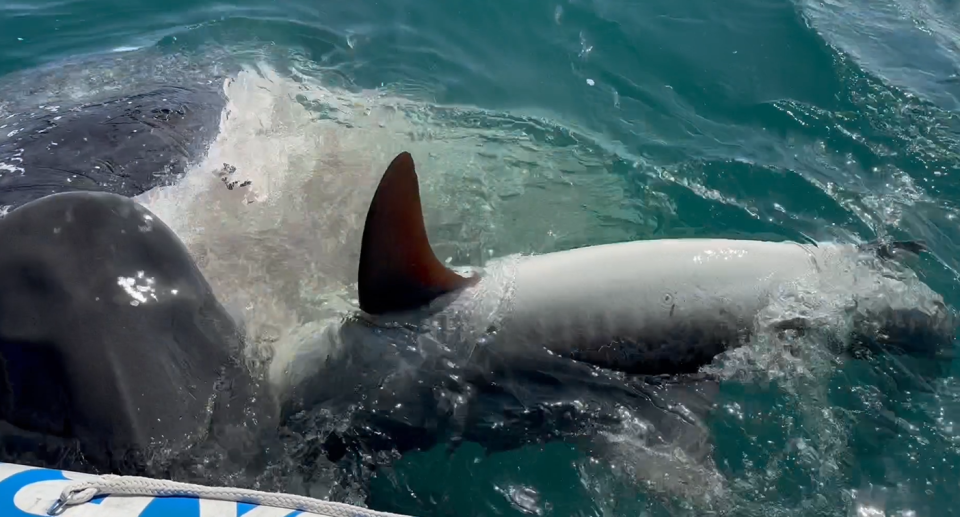 Close-up of sharks eating the whale.