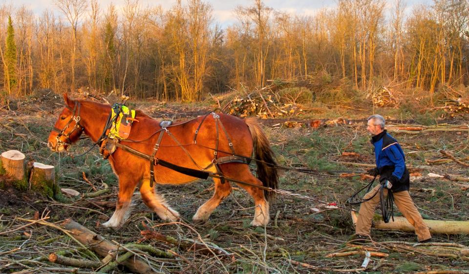 El caballo Suffolk Punch tira de un tronco.  (Imágenes del Fideicomiso Nacional/ Mike Selby/ PA)