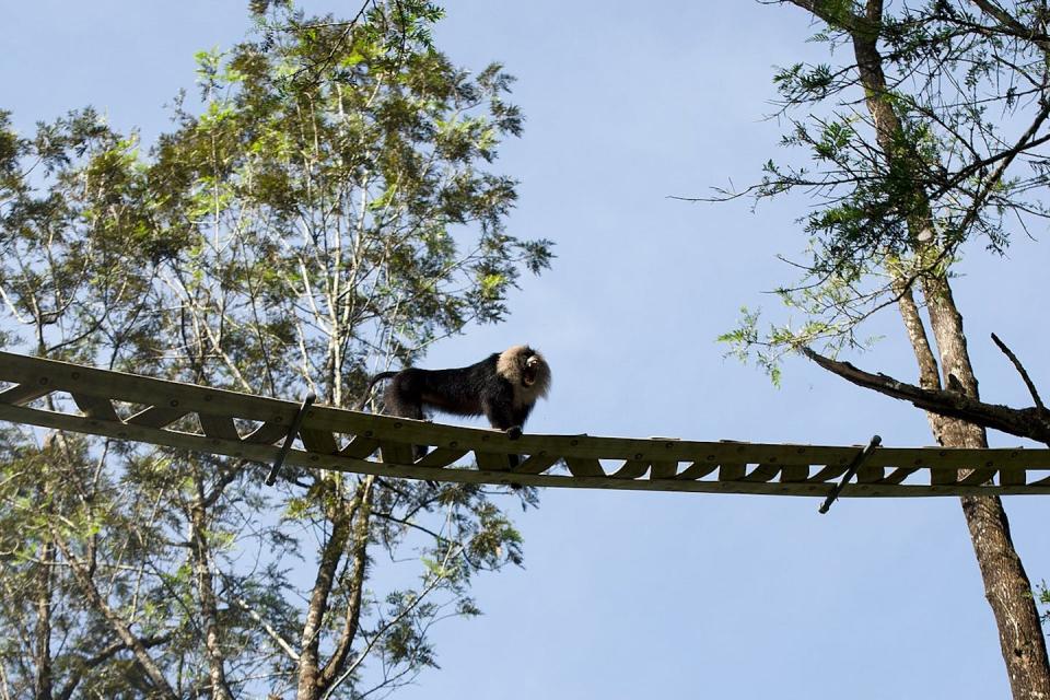 Un macaco de cola de león cruzando un paso aéreo para primates en India. <a href="https://commons.wikimedia.org/wiki/File:Lion_tailed_macaque_canopy_bridge.jpg" rel="nofollow noopener" target="_blank" data-ylk="slk:RaghunathanGanesh / Wikimedia Commons;elm:context_link;itc:0;sec:content-canvas" class="link ">RaghunathanGanesh / Wikimedia Commons</a>, <a href="http://creativecommons.org/licenses/by-sa/4.0/" rel="nofollow noopener" target="_blank" data-ylk="slk:CC BY-SA;elm:context_link;itc:0;sec:content-canvas" class="link ">CC BY-SA</a>