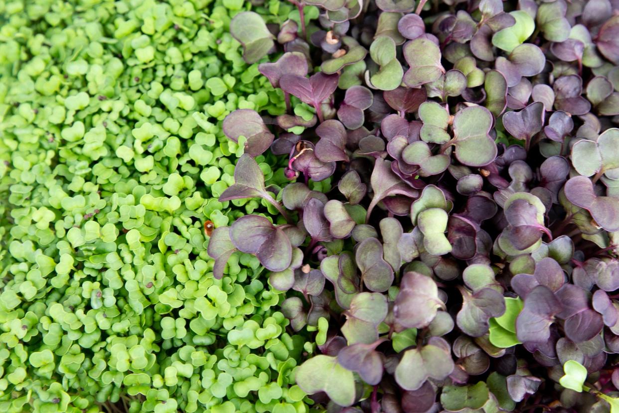 Turnip and radish microgreens are available to sample at Mighty Lil' Micgrogreens' booth at the Corpus Christi Southside Farmers Market Saturday, March 18, 2023.