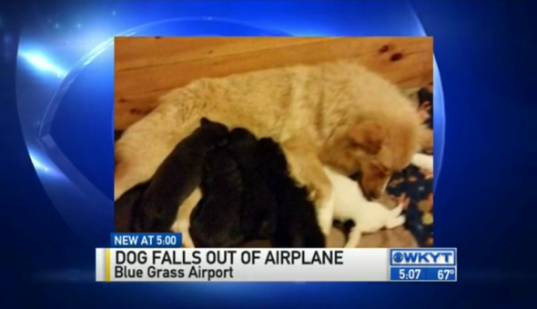 Dog dies after falling out of plane during takeoff