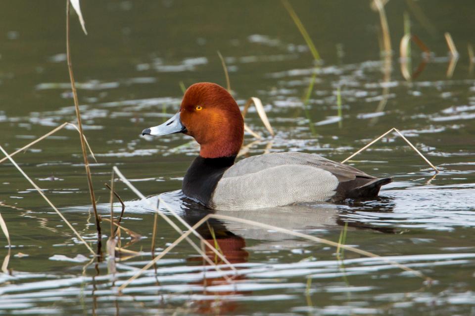 Photo of a redhead duck swimming