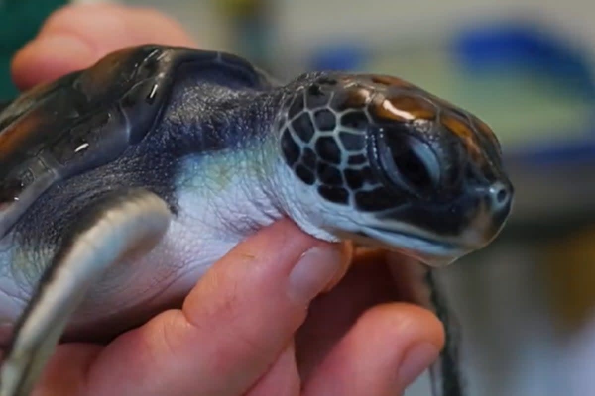 The baby turtle was rescued from a Sydney beach (Taronga Zoo)