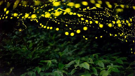 每年春末初夏礁溪五峰旗聖母山莊步道有大量螢火蟲閃亮現身。（圖／礁溪老爺酒店提供）