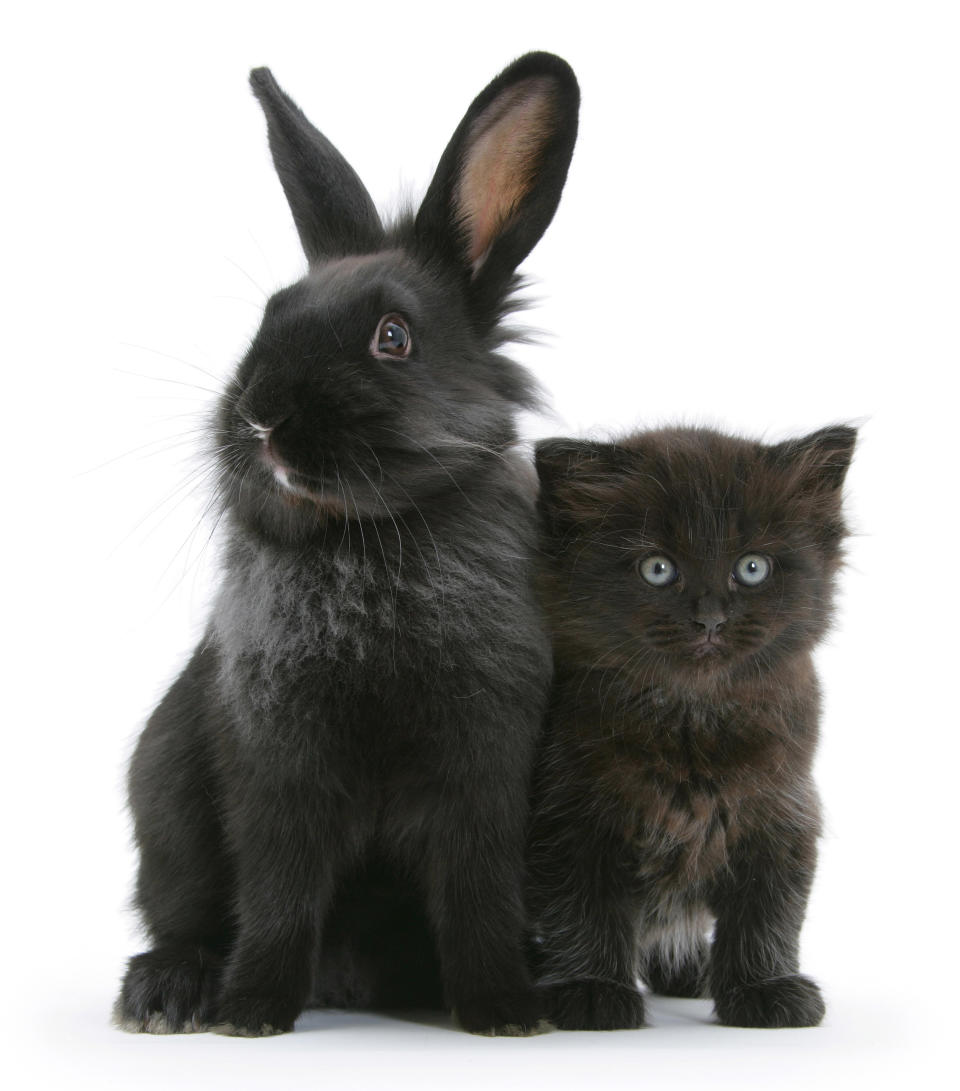 <p>Black kitten with black Lionhead-cross rabbit. (Photo: Warren photographic/Caters News) </p>