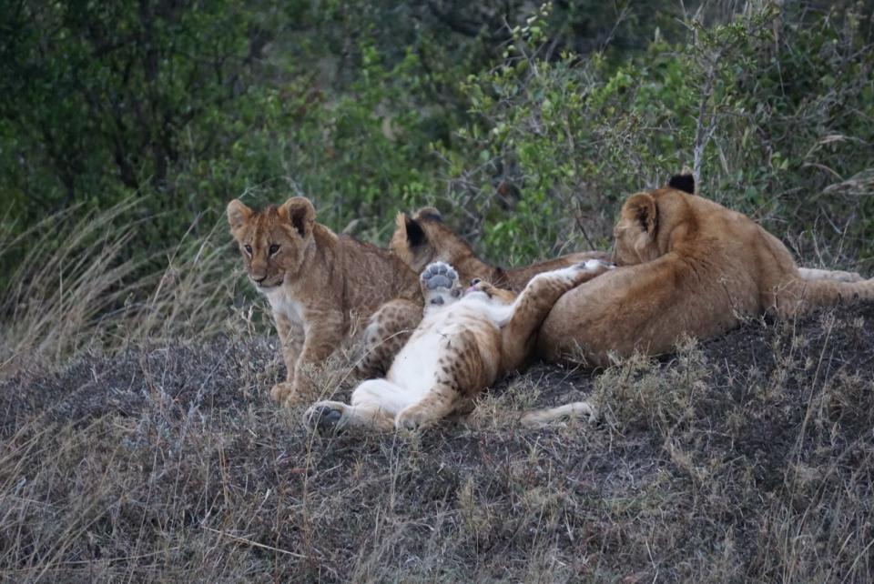 Group of lion cubs