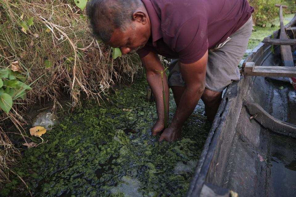 T. P. Murukesan, standing knee deep in water, plants a mangrove sapling along an embankment close to his home off the shore of Vypin Island in Kochi, Kerala state, India, on March 4, 2023. Known locally as Mangrove Man, Murukesan has turned to planting the trees along the shores to counter the impacts of rising waters on his home. (AP Photo/Shawn Sebastian)