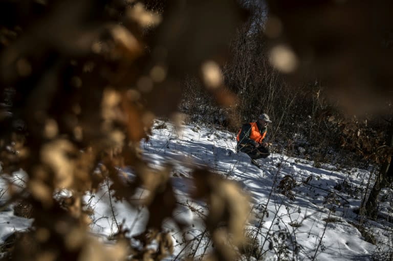 Around 800 wolves roam the wild and depopulated mountains of southern Serbia and it is not uncommon for the wolves to attack livestock