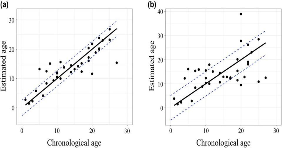 這張圖展示了模型1如何估算年齡的準確性。(a) 是研究者們進行交叉驗證前的結果，(b) 是驗證後的結果。藍色虛線顯示的是誤差範圍，黑線則代表理想情況下估計年齡和實際年齡完全一致的情形。換句話說，黑線越接近，模型就越準確。（圖／《分子生態資源》）