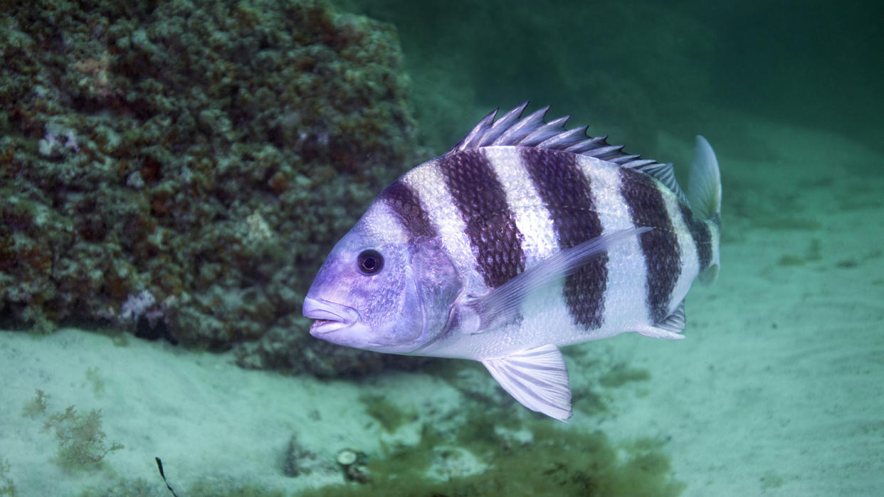 A silver-colored fish with vertical black stripes swimming in teal water