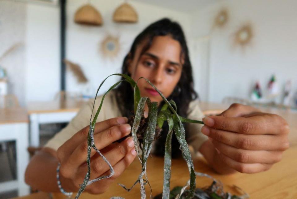 Engineer in fisheries and marine environment, Ramla Bouhlel, displays a Posidonia plant, inside Notre Grand Bleu headquarters.