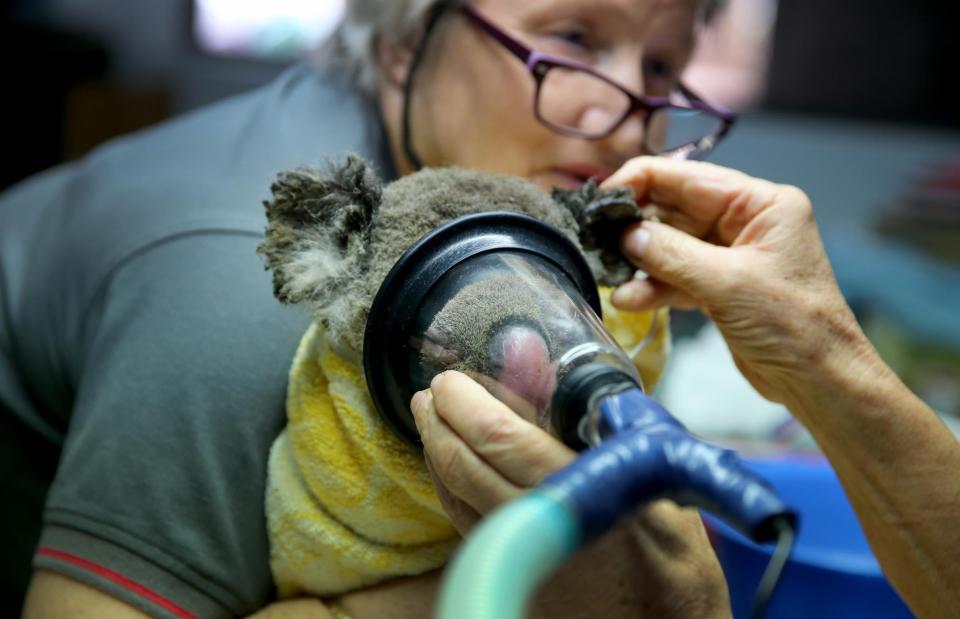 Koala hospital Australia bushfires