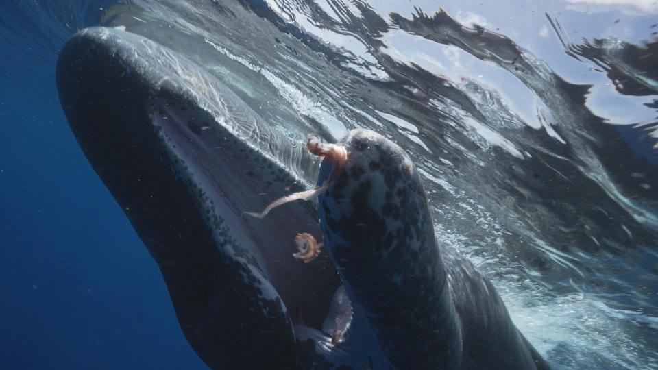 Whale with squid in its mouth / Credit: 60 Minutes