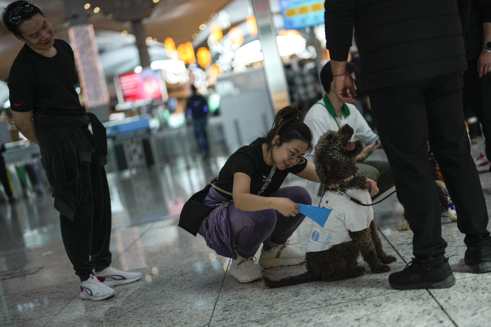 A traveller pets the airport therapy dog Kuki while walking through Istanbul Airport in Turkey, Wednesday, April 3, 2024. Istanbul Airport has made five new hires to provide stress-free travel experience for anxious passengers: therapy dogs that are ready to offer support with snuggles, belly rubs and sloppy kisses. (AP Photo/Khalil Hamra)