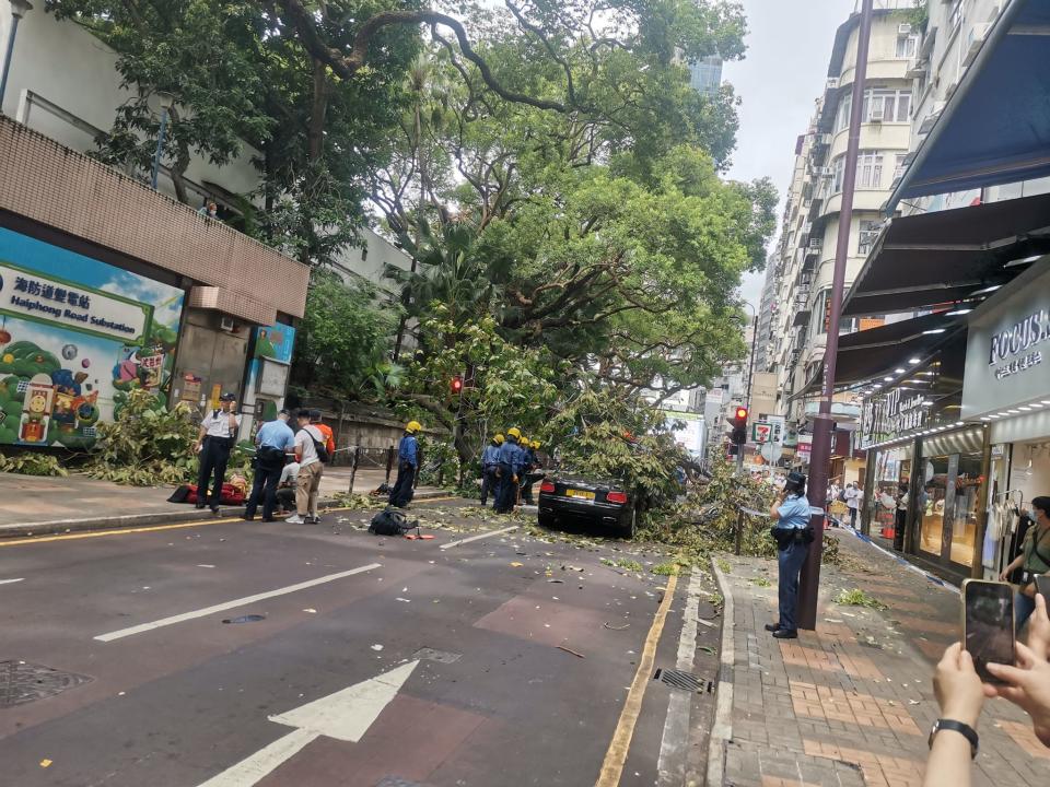 尖沙嘴海防道塌樹，20米高樹幹橫臥馬路，砸中私家車司機一度被困，消防救護到場。（網上圖片）