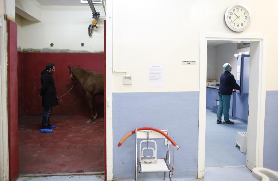 Un caballo de carreras en el hospital