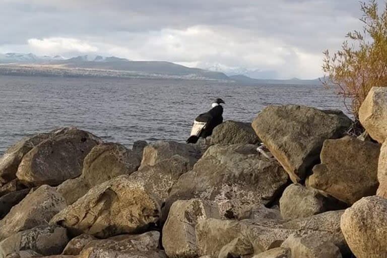 Este cóndor hembra descendió hasta el lago y permaneció allí durante casi 24 horas hasta que pudo –o quiso– finalmente regresar a su ambiente natural