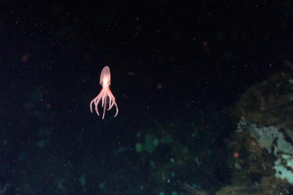 PHOTO: A new octopus hatchling swims (Schmidt Ocean Institute/ROV SuBastian / Schmidt Ocean Institute)