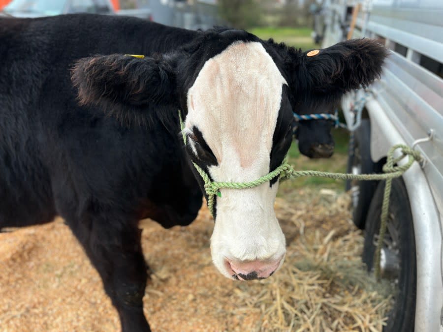 Pictures from the Smith County Youth Expo